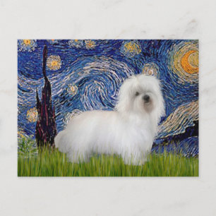 Sternennacht - Coton de Tulear 5 Postkarte
