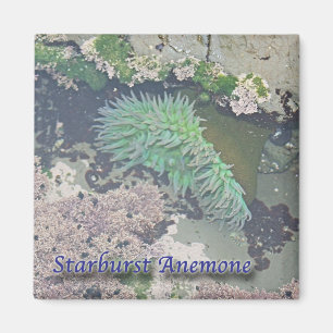 Sternexplosion Anemone Magnet