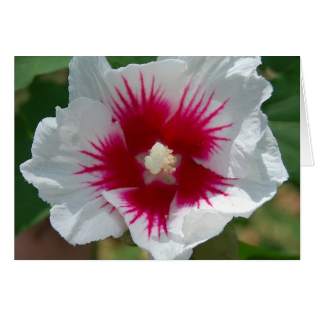 Sternexplosion Blume Card (Vorderseite (Horizontal))