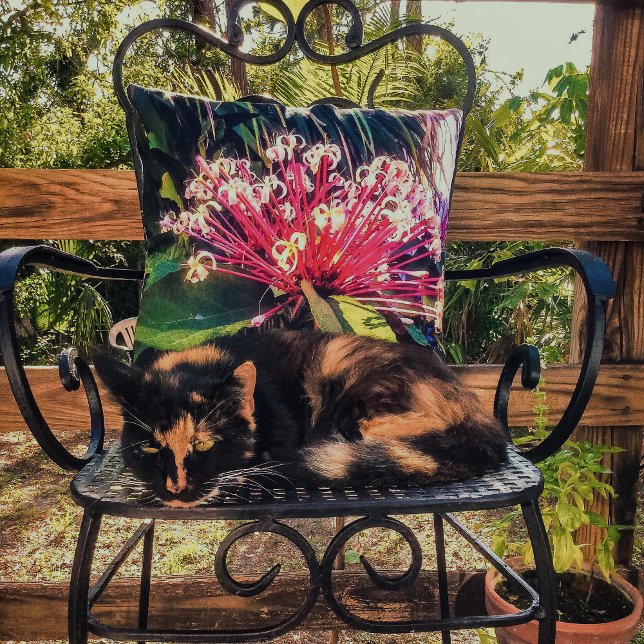 Sternexplosion Clerodendrum Blume Kissen (Von Creator hochgeladen)