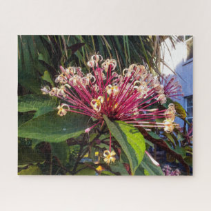 Sternexplosion Clerodendrum Blume Puzzle
