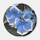 Sternexplosion Hydrangea (blau-weiß) Magnet (Vorne)