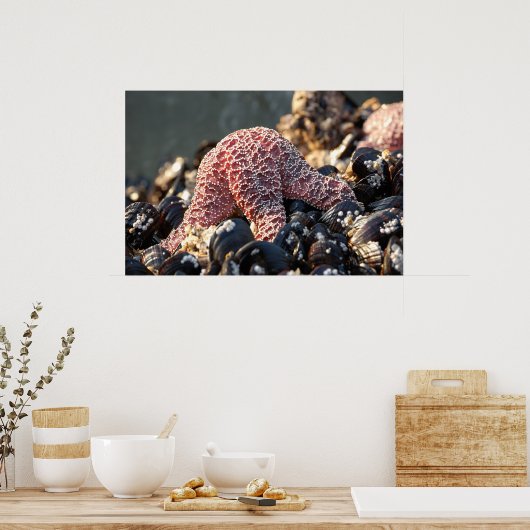 Sternfisch Poster (Küche)