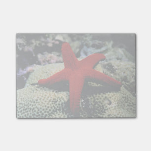 Sternfisch Rotes Meer Post-it Klebezettel