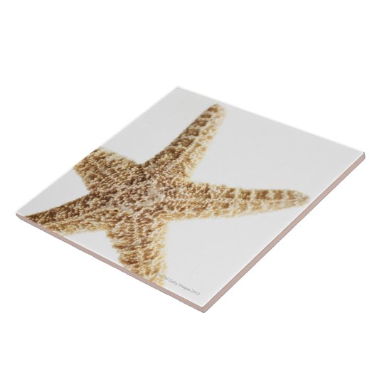 Sternfische Fliese (Seite)