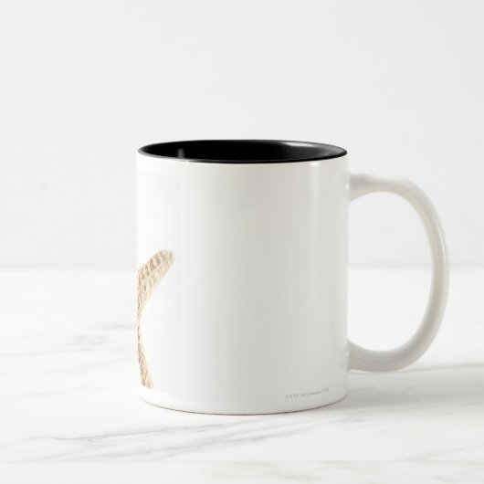 Sternfische Zweifarbige Tasse (Rechts)