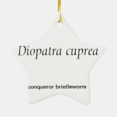 Sternförmige Polychaete-Wurm-Weihnachtsverzierung Keramikornament (Hinten)