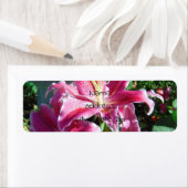 Sterngazerlilie (Insitu)