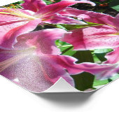 Sterngazerlilie Fotodruck (Ecke)