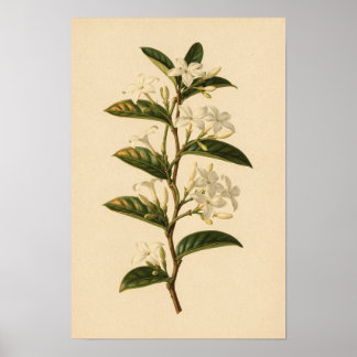 Sternjasmin-Botanikstudie | 12 × 18 Poster