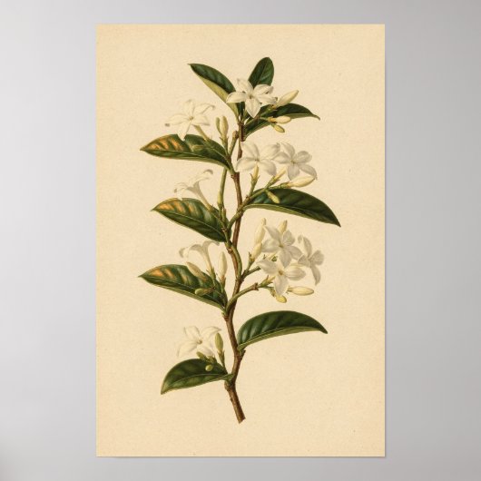 Sternjasmin-Botanikstudie | 12 × 18 Poster (Vorne)