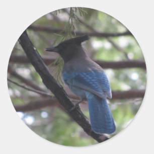 SternJay Yosemite Runder Aufkleber
