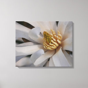 Sternmagnolien-Blumen-Leinwanddruck Leinwanddruck