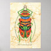 Sternotomis Imperialis Poster (Vorne)