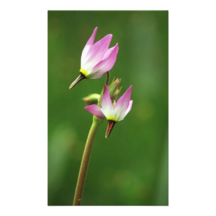 Sternschnuppen-Wildblume, Kalifornien, USA Fotodruck