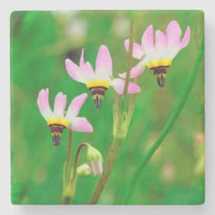 Sternschnuppen-Wildblumen im Mission Trails Park Steinuntersetzer