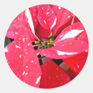 Sterntaler-Überraschung Weihnachtsstern Holiday Fl Runder Aufkleber