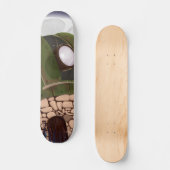 Sternwarte Skateboard (Vorderseite)