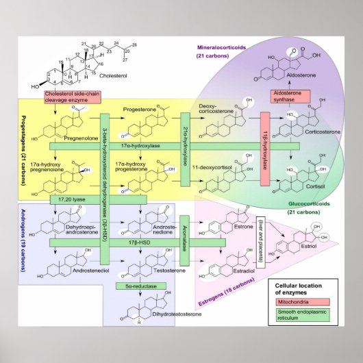Steroidogenese Biologische Chemikalie Poster (Vorne)