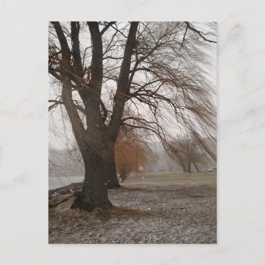 Stewart Park, Cayuga Lake Postkarte (Vorderseite)