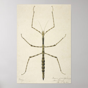 Stick Bug Poster