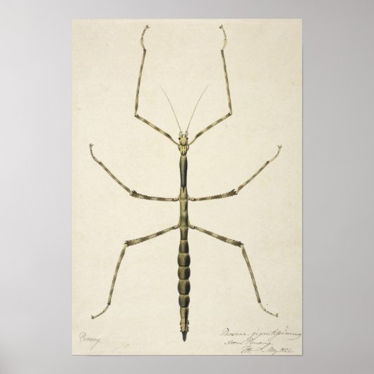 Stick Bug Poster (Vorne)