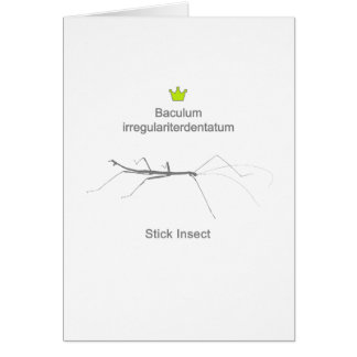 Stick Insect g5