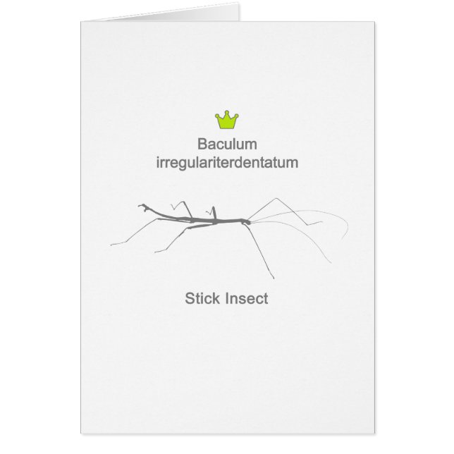 Stick Insect g5 (Vorne)