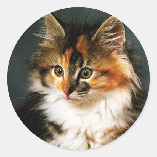 Sticker-Calico Kitten Runder Aufkleber (Vorderseite)