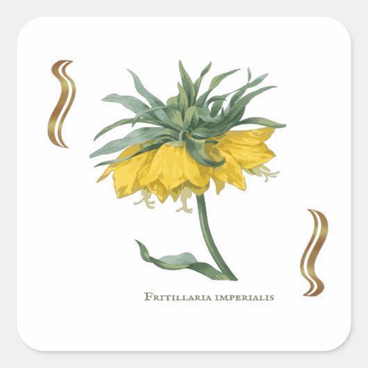 Sticker carré Fritillaria imperialis  (Vorderseite)