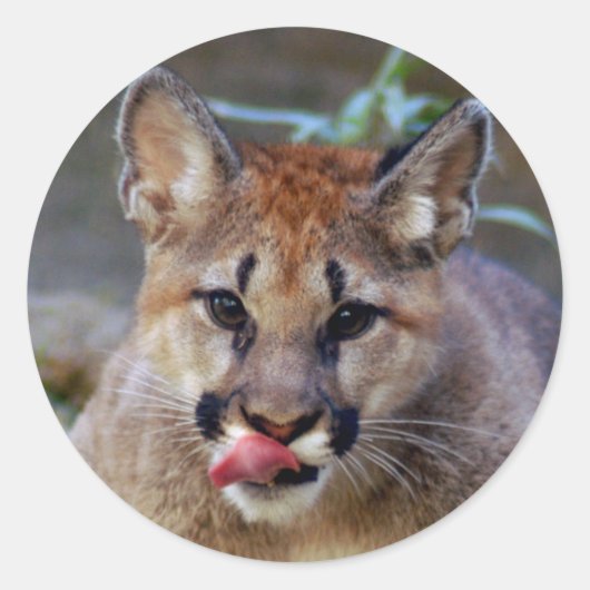 Sticker-cougar-cub10x10 Runder Aufkleber (Vorderseite)
