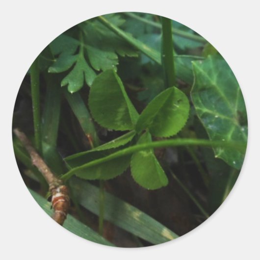 Sticker Four Leaf Clover (Vorderseite)