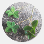 Sticker Four Leaf Clovers (Vorderseite)