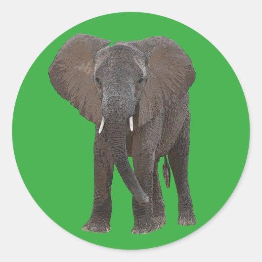 Sticker für afrikanische Elefanten (Vorderseite)
