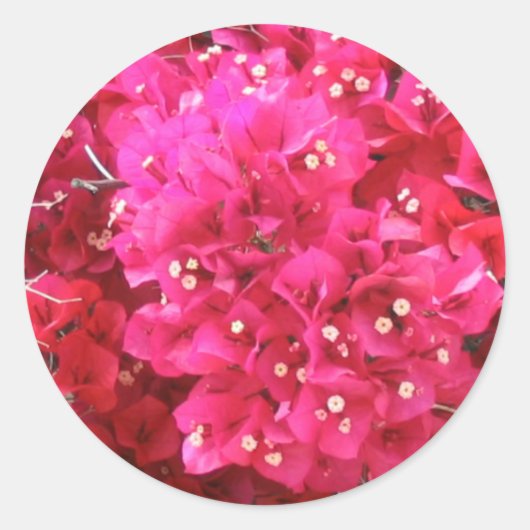 Sticker für Blume Bougainvillea (Vorderseite)