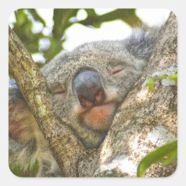 Sticker für den Koala-Bär