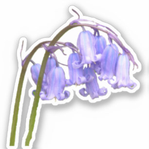 Sticker für die englische Bluebell-Blume