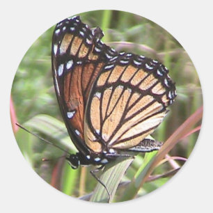 Sticker für die Sommermonarschschmetterlinge (Wing