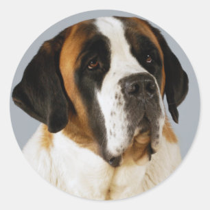 Sticker für Junghunde von Saint Bernard / Label