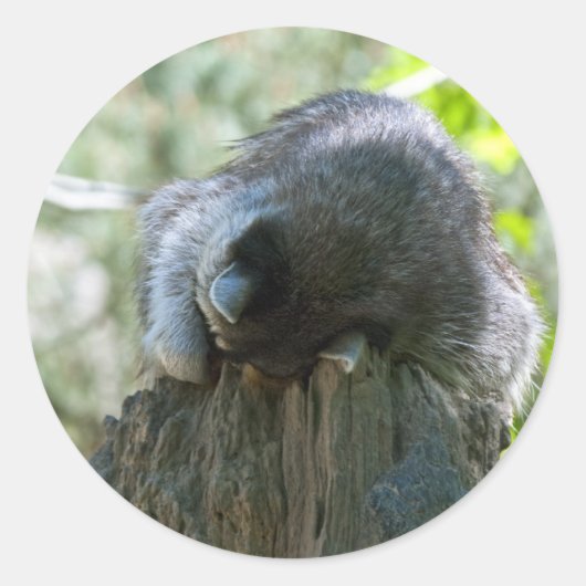Sticker für Raccoon (Vorderseite)