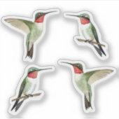Sticker für Ruby-throated Hummingbirds (Vorderseite)