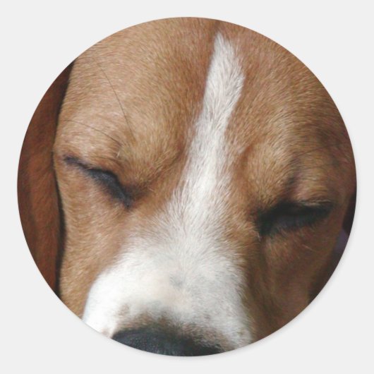 Sticker für schlafende Beagles (Vorderseite)
