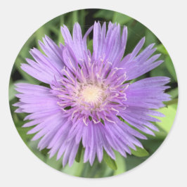 Sticker für Stokes aster (Stokesia laevis)