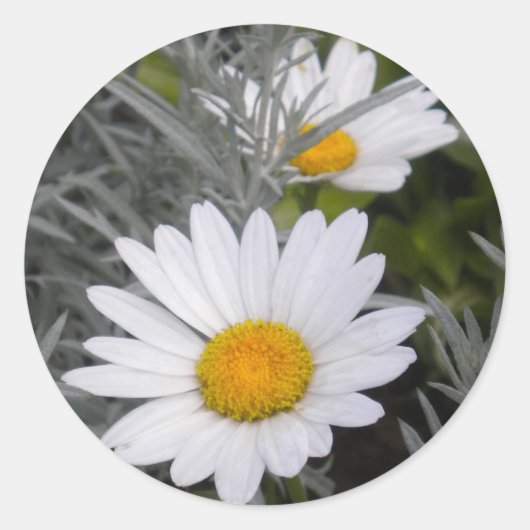Sticker für White Shasta Daises (mit Gold) (Vorderseite)