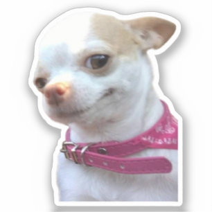Sticker Hübsch Chihuahua Dog Meme