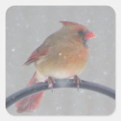 STICKER MIT KARDINAL (Vorderseite)