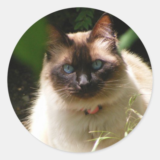 Sticker mit schöner Katze (Vorderseite)