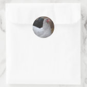 Sticker - Orpington Hen (Tasche)
