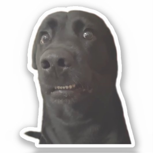 Sticker Scared Dog Meme (Vorderseite)
