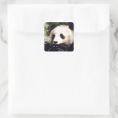 Sticker Wildlife White Sweet Panda Bären Face (Tasche)